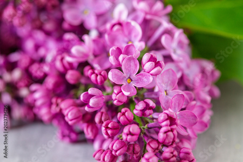 Purple lilac flowers - close-up	