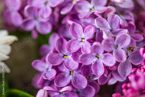 Purple lilac flowers - close-up	