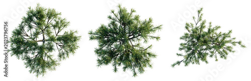 Pinus mugo tree plan, top view, cutout, transparent background, isolate, Lush green pine tree branches detailed close-up, perfect for nature and forest themed designs.