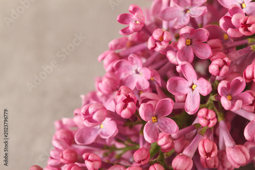 Purple lilac flowers - close-up	