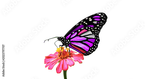 purple butterfly on transparent background