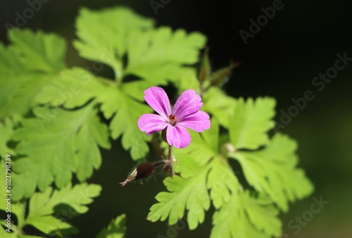 Foto Small wildflower Geranium robertianum (herb Robert)