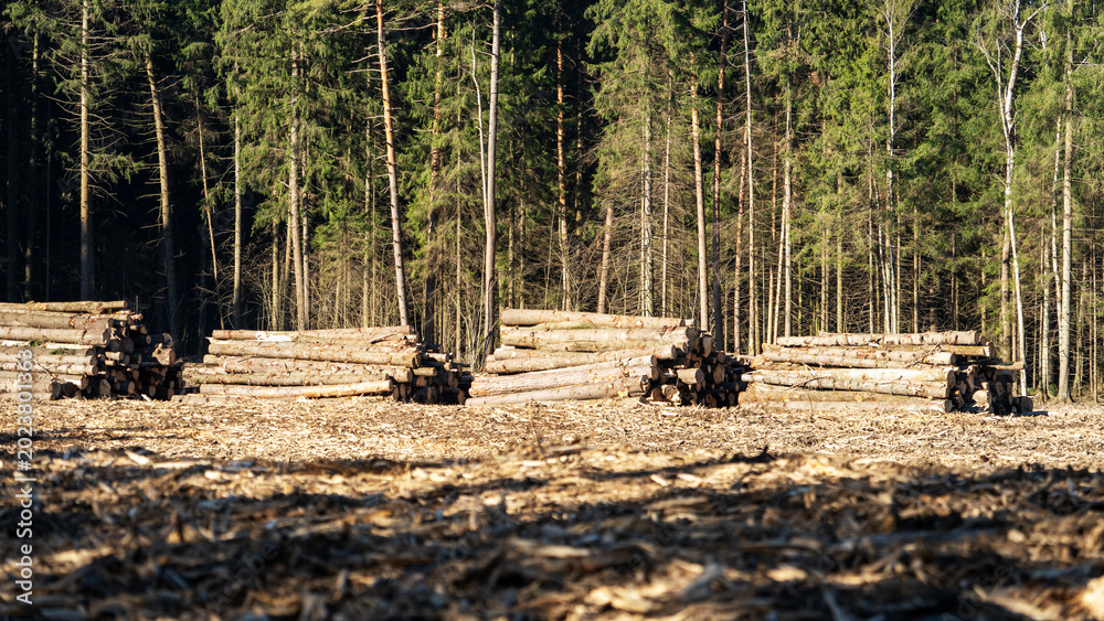 Fototapeta premium Logging trucks idle in a forest clearing