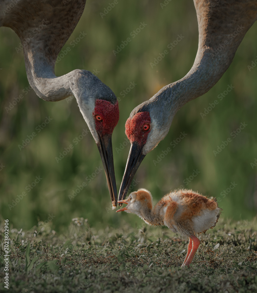 Naklejka premium Sandhill crane family feeding newborn chick