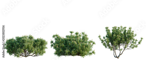 Fotografía Pinus mugo tree, elevation, front view, cutout, transparent background, isolate,