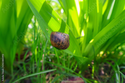 Foto Садовий Garden snail on a bright green leaf of grass on a sunny day, macro photography of a natural background
