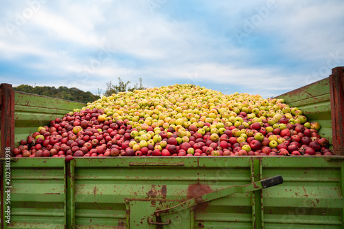 Tablou pe pânză Pile of apples processed into juice, compotes, puree or apple cider vinegar, use