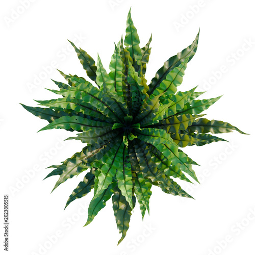 Foto Asplenium nidus Crispy Wave tree plan, top view, cutout, transparent background, isolate, Detailed close-up of lush green fern leaves with intricate textures and vibrant patterns