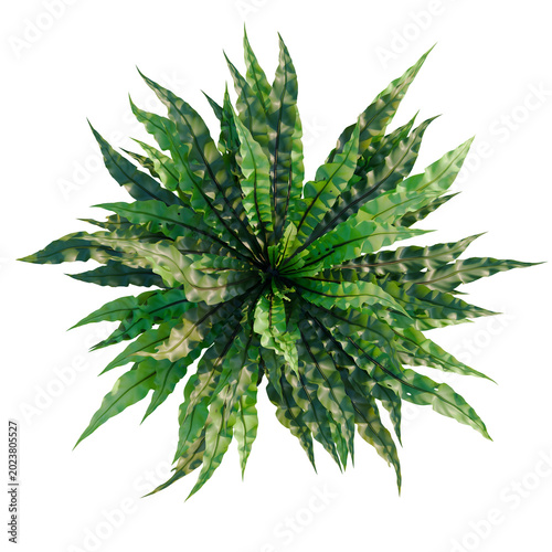 Photos Asplenium nidus Crispy Wave tree plan, top view, cutout, transparent background,