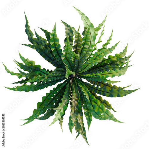 Fotografia Asplenium nidus Crispy Wave tree plan, top view, cutout, transparent background,