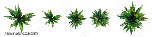 Fotografija Asplenium nidus Crispy Wave tree plan, top view, cutout, transparent background,
