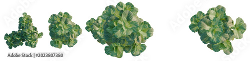 Принти на полотні Ficus lyrata tree plan, top view, cutout, transparent background, isolate, Detai