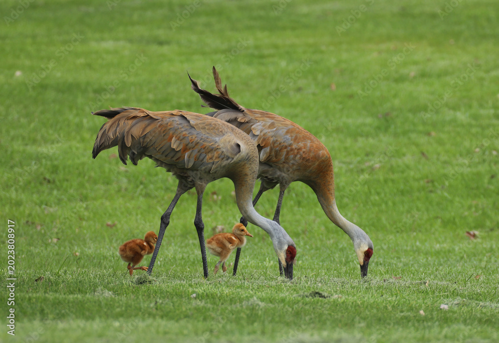 Obraz premium Two adult Sandhill Cranes with their beaks deep in the ground looking for food while two fuzzy fledglings walk around their parents' long legs. 
