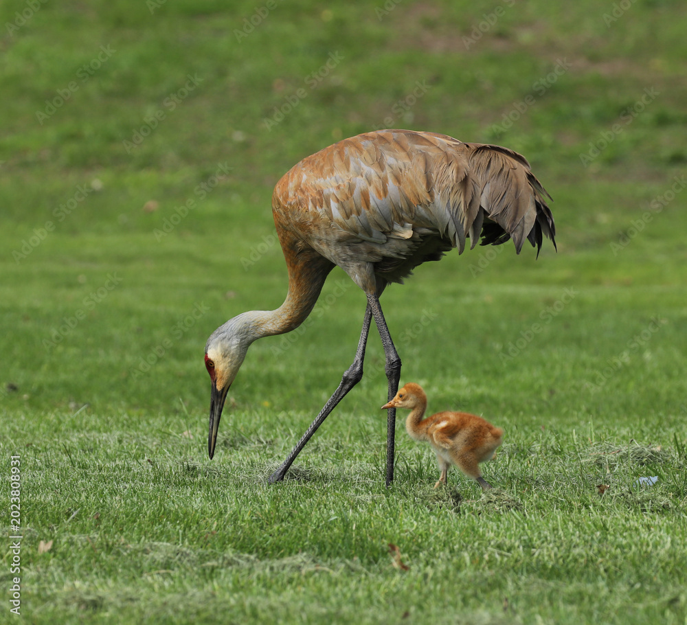 Fototapeta premium An adult Sandhill Crane and a fuzzy fledgling walking together in a grassy field in a park in Michigan during the springtime. 