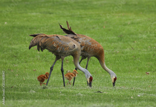 Two adult Sandhill Cranes with their beaks deep in the ground looking for food while two fuzzy fledglings walk around their parents' long legs. 