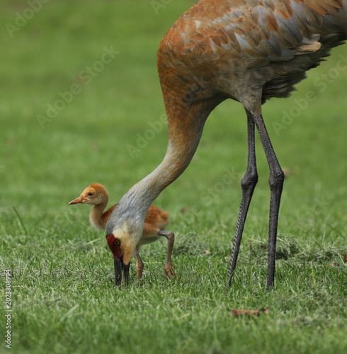 Fotografía An adult Sandhill Crane sticks its beak deep into the grass looking for food while its fuzzy fledgling stands nearby