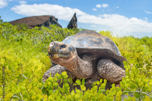 Tableau sur toile Wildlife tourism and nature conservation