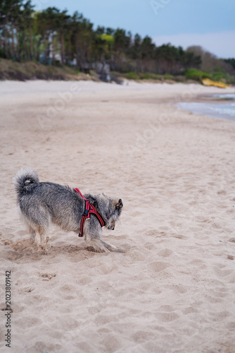 Gray dog digging in sand on empty seaside beach