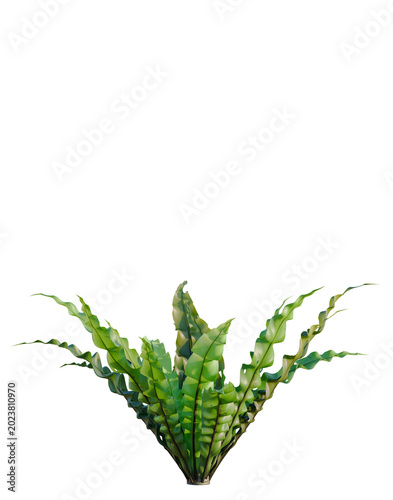 Foto Asplenium nidus Crispy Wave tree, elevation, front view, cutout, transparent background, isolate, Detailed close-up view of lush green fern leaves with intricate texture and vibrant color