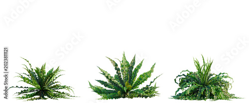 Εκτύπωση καμβά Asplenium nidus Crispy Wave tree, elevation, front view, cutout, transparent bac
