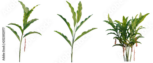 Tableau sur toile Heliconia rostrata tree, elevation, front view, cutout, transparent background,