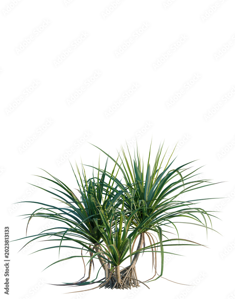 Fototapeta premium Pandanus tectorius tree, elevation, front view, cutout, transparent background, isolate, Detailed close-up of a lush coastal mangrove tree with exposed roots, vibrant green leaves.