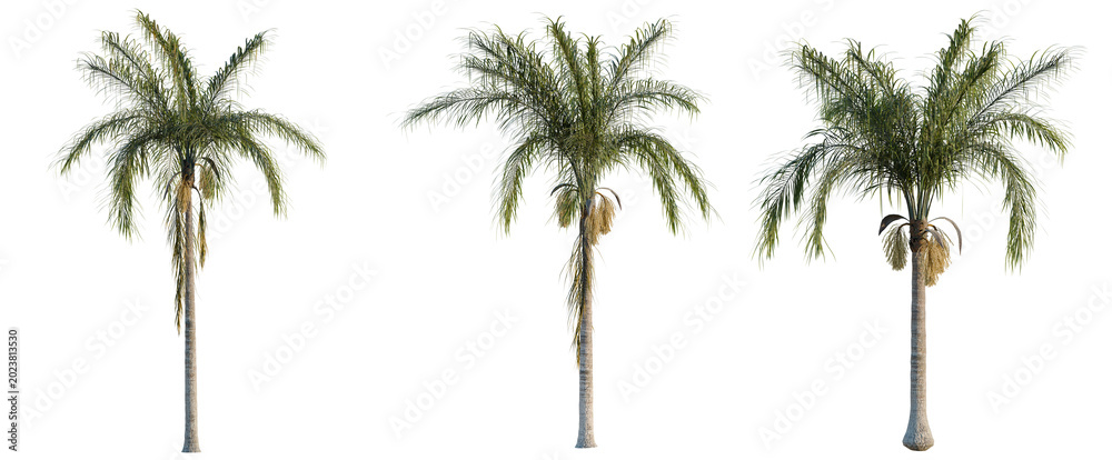 Fototapeta premium Syagrus romanzoffiana tree, elevation, front view, cutout, transparent background, isolate, Detailed view of a large, green fern leaf with intricate veins, ideal for botanical designs.