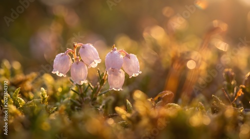 Delicate pale pink bog rosemary flowers blooming in golden sunlight