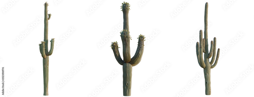 Obraz premium Asparagus densiflorus tree, elevation, front view, cutout, transparent background, isolate, Majestic Saguaro Cactus in the Desert Landscape, A Symbol of the American Southwest