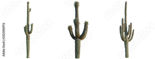 Canvastavla Asparagus densiflorus tree, elevation, front view, cutout, transparent backgroun