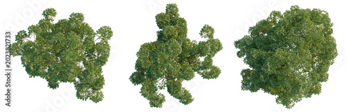 Sophora japonica tree plan, top view, cutout, transparent background, isolate, Detailed aerial view of lush green forest canopy, vibrant ecosystem, nature's beauty, aerial perspective