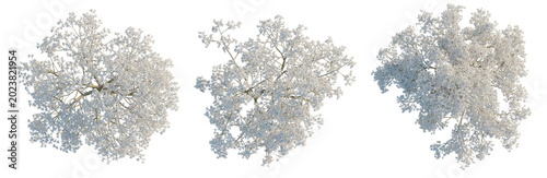 Konstfotografi Yulania denudata tree plan, top view, cutout, transparent background, isolate, D