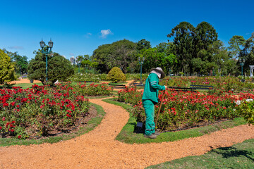 Gardener in green uniform maintaining a rose garden in a public park with red flowers and gravel paths, Buenos Aires, Argentina