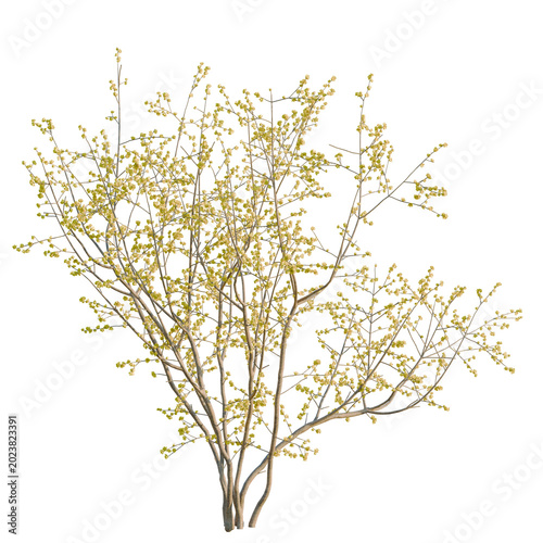Принти на полотні Chimonanthus praecox tree, elevation, front view, cutout, transparent background