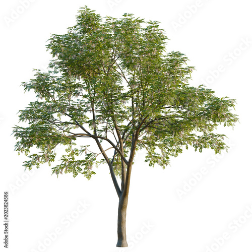 Fotografía Sophora japonica tree, elevation, front view, cutout, transparent background, isolate, Detailed close-up of a lush green tree branch with vibrant leaves, perfect for nature themes