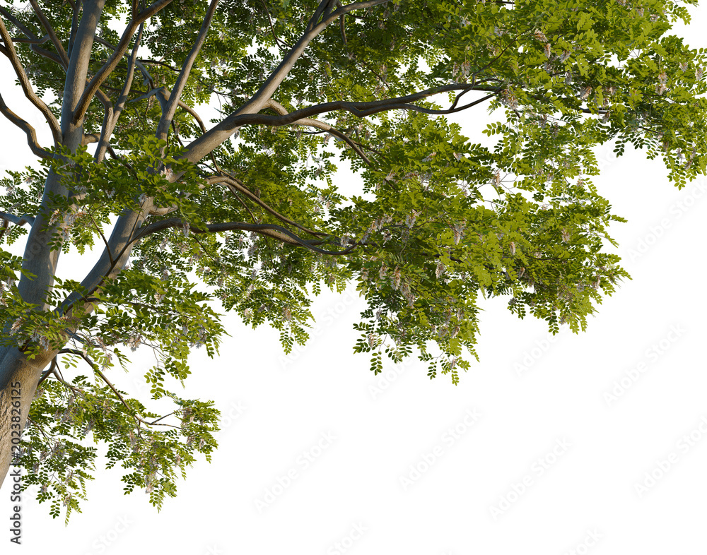 Fototapeta premium Sophora japonica tree, corner view, cutout, isolate, transparent background, Detailed close-up of lush green foliage, showcasing the vibrant textures and organic patterns of nature.