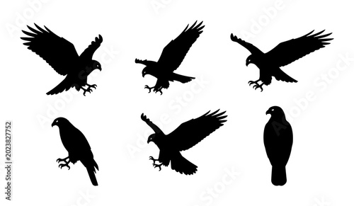 Bild auf Leinwand Eagle Silhouettes Set, Majestic Bird Icons, Predatory Raptor Vector Graphics, Wi
