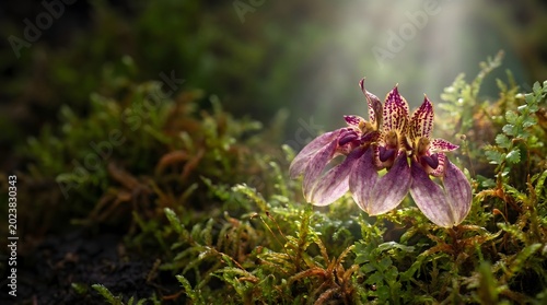 Rare Purple Orchid Bloom on Moss – Exotic Botanical Macro and Enchanted Forest Nature Concept