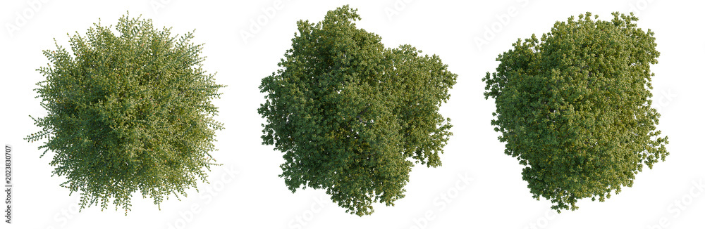 Obraz premium Tilia platyphyllos tree plan, top view, cutout, transparent background, isolate, Detailed Green Pine Tree with Lush Needles, Nature Background, Forest Photography