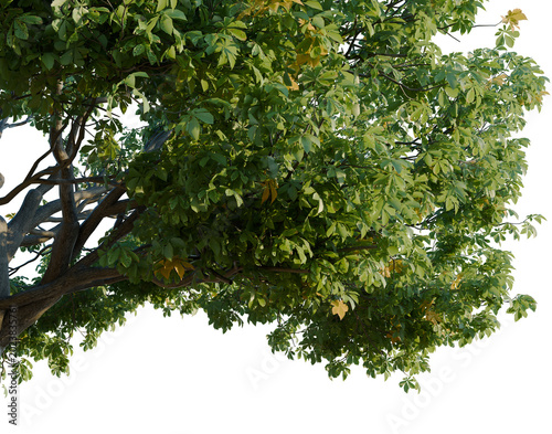 Obraz na plátně Aesculus hippocastanum tree, corner view, cutout, isolate, transparent backgroun