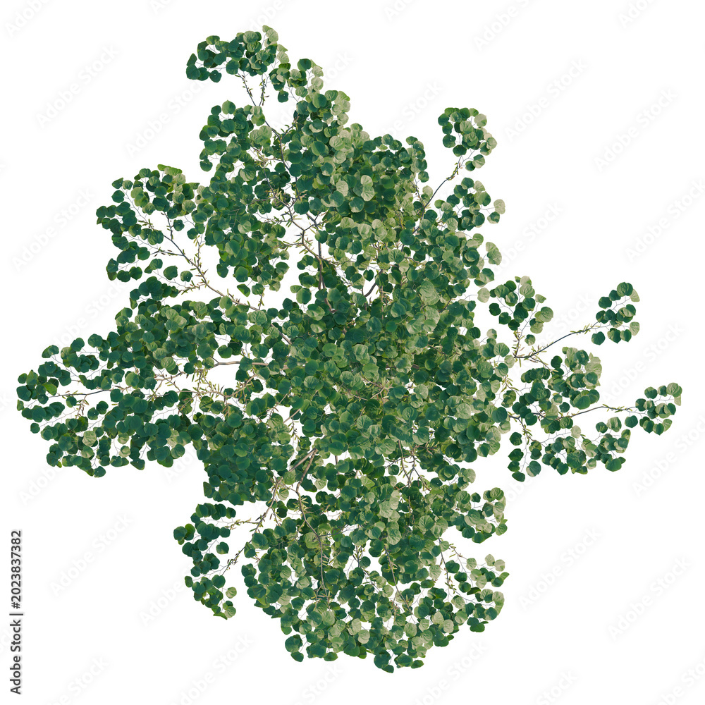 Fototapeta premium Cercis chinensis tree plan, top view, cutout, transparent background, isolate, Detailed Green Tree Branch with Leaves, Close-Up of Natural Foliage, PNG Image