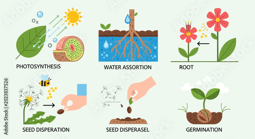 Tableau sur toile Plant Biology: Photosynthesis, Water, Roots, Seeds, and Germination Explained