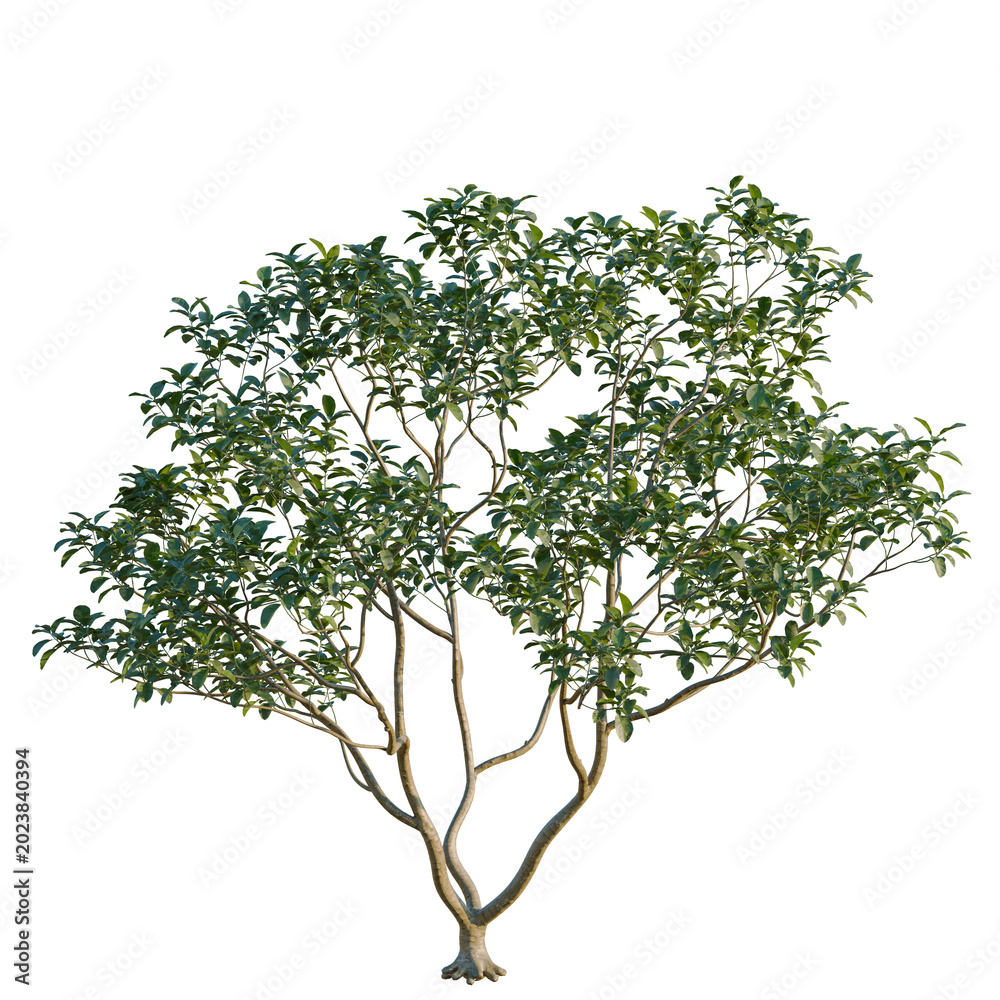 Obraz premium Citrus maxima tree, elevation, front view, cutout, transparent background, isolate, Detailed close-up of a vibrant green tree branch with intricate leaf details, isolated on a clean background.