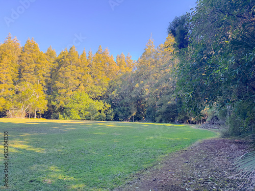 Peaceful green park in New Zealand with large native trees and open grass under soft afternoon sunlight. Calm natural landscape showcasing the tranquil beauty of NZ public parks and outdoor recreation