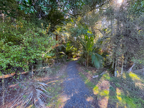 Peaceful green park in New Zealand with large native trees and open grass under soft afternoon sunlight. Calm natural landscape showcasing the tranquil beauty of NZ public parks and outdoor recreation