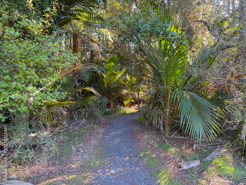 Peaceful green park in New Zealand with large native trees and open grass under soft afternoon sunlight. Calm natural landscape showcasing the tranquil beauty of NZ public parks and outdoor recreation