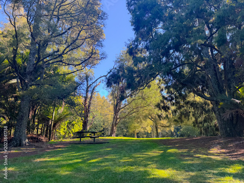 Peaceful green park in New Zealand with large native trees and open grass under soft afternoon sunlight. Calm natural landscape showcasing the tranquil beauty of NZ public parks and outdoor recreation