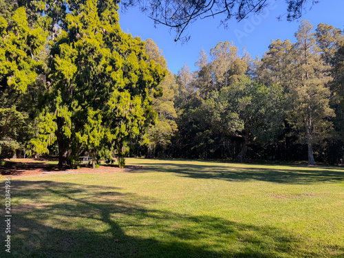 Peaceful green park in New Zealand with large native trees and open grass under soft afternoon sunlight. Calm natural landscape showcasing the tranquil beauty of NZ public parks and outdoor recreation