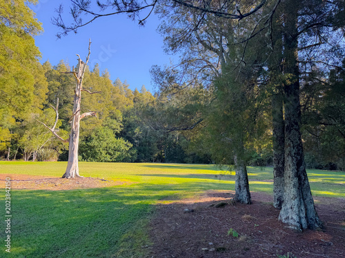 Peaceful green park in New Zealand with large native trees and open grass under soft afternoon sunlight. Calm natural landscape showcasing the tranquil beauty of NZ public parks and outdoor recreation