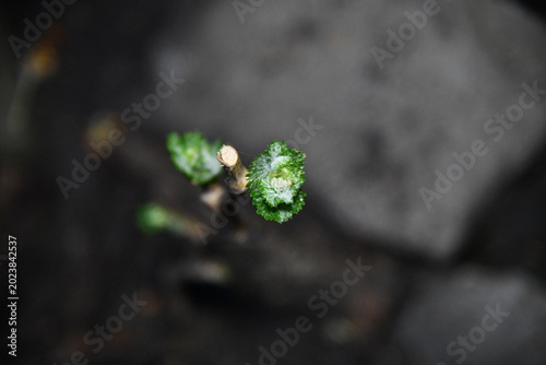 Photos Young grape plants grow in neat rows on a farm